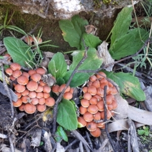 Hypholoma sp. at Yaouk, NSW - 23 Apr 2021