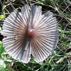Coprinellus etc. (An Inkcap) at Yaouk, NSW - 29 Nov 2021 by JARS