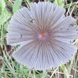 Coprinellus etc. at Yaouk, NSW - suppressed