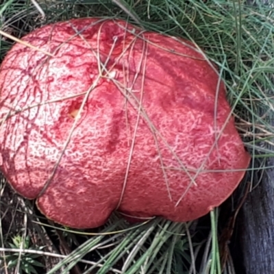 zz bolete at Yaouk, NSW - 5 Apr 2022 by JARS