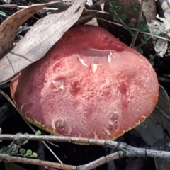 zz bolete at Yaouk, NSW - suppressed