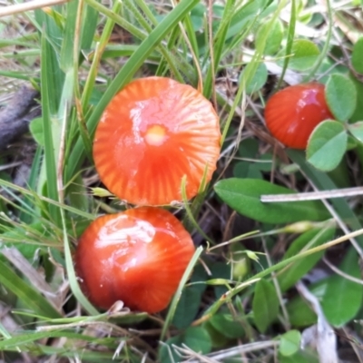 Hygrocybe sp. ‘red’ (A Waxcap) at Yaouk, NSW - 30 Nov 2021 by JARS