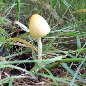 zz agaric (stem; gill colour unknown) at Yaouk, NSW - suppressed