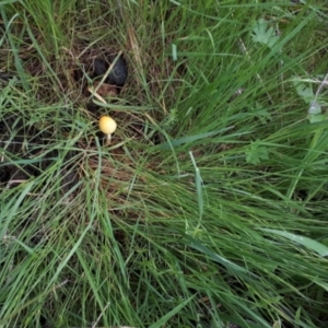 zz agaric (stem; gill colour unknown) at Yaouk, NSW - suppressed