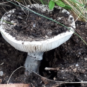 Amanita sp. at Yaouk, NSW - 6 Apr 2022