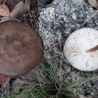 Oudemansiella gigaspora group (Rooting Shank) at Yaouk, NSW - 5 Apr 2022 by JARS