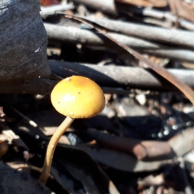 Protostropharia semiglobata (Dung Roundhead) at Yaouk, NSW - 5 Apr 2022 by JARS