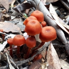 zz agaric (stem; gill colour unknown) at Yaouk, NSW - 22 Apr 2022