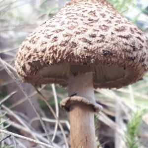 Chlorophyllum sp. at Yaouk, NSW - 18 May 2023