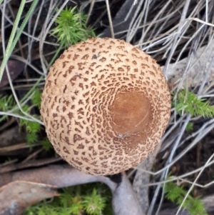 Chlorophyllum sp. at Yaouk, NSW - 18 May 2023