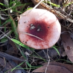 Russula sp. (genus) (Russula) at Yaouk, NSW - 18 May 2022 by JARS