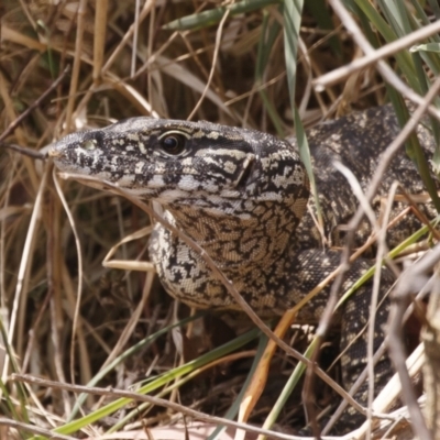 Varanus rosenbergi (Heath or Rosenberg's Monitor) at Illilanga & Baroona - 18 Nov 2023 by Illilanga