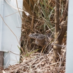 Varanus rosenbergi at Illilanga & Baroona - suppressed