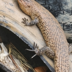 Egernia cunninghami (Cunningham's Skink) at Gundaroo, NSW - 15 Nov 2023 by Gunyijan