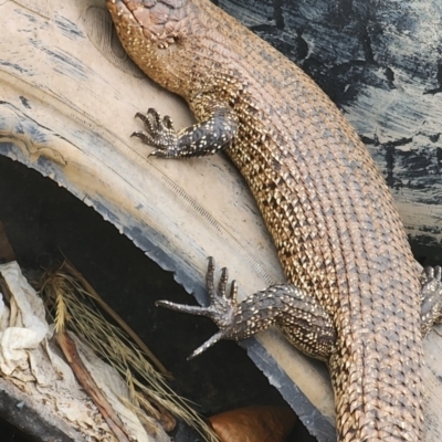 Egernia cunninghami (Cunningham's Skink) at Gundaroo, NSW - 15 Nov 2023 by Gunyijan