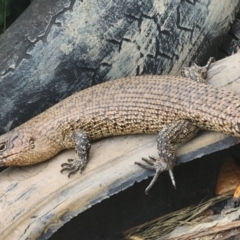 Egernia cunninghami at Gundaroo, NSW - 15 Nov 2023