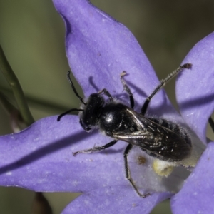 Lasioglossum (Chilalictus) lanarium at Croke Place Grassland (CPG) - 17 Nov 2023