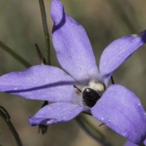 Lasioglossum (Chilalictus) lanarium at Croke Place Grassland (CPG) - 17 Nov 2023