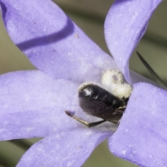 Lasioglossum (Chilalictus) lanarium at Croke Place Grassland (CPG) - 17 Nov 2023