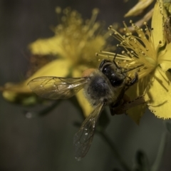 Apis mellifera (European honey bee) at Croke Place Grassland (CPG) - 17 Nov 2023 by kasiaaus