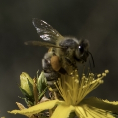 Apis mellifera at Croke Place Grassland (CPG) - 17 Nov 2023