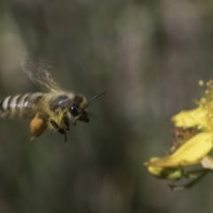 Apis mellifera at Croke Place Grassland (CPG) - 17 Nov 2023