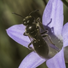 Lasioglossum (Chilalictus) lanarium (Halictid bee) at McKellar, ACT - 17 Nov 2023 by kasiaaus