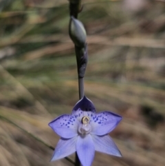 Thelymitra simulata (Graceful Sun-orchid) at Namadgi National Park - 18 Nov 2023 by Csteele4