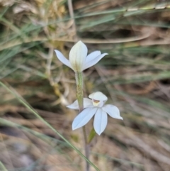 Caladenia alpina (Mountain Caps) at Tidbinbilla Nature Reserve - 18 Nov 2023 by Csteele4