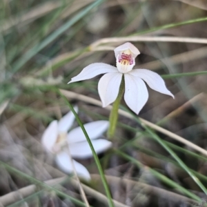 Caladenia alpina at Tidbinbilla Nature Reserve - suppressed