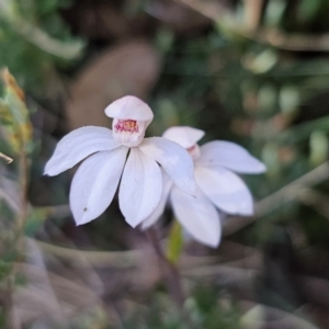 Caladenia alpina at Tidbinbilla Nature Reserve - suppressed