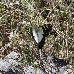 Graphium macleayanum at Tidbinbilla Nature Reserve - 18 Nov 2023