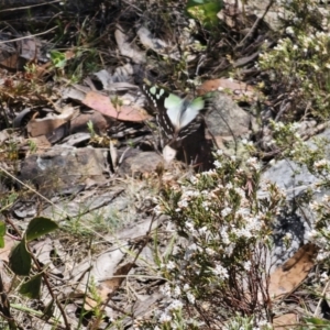 Graphium macleayanum at Tidbinbilla Nature Reserve - 18 Nov 2023