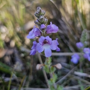 Euphrasia collina subsp. speciosa at Namadgi National Park - 18 Nov 2023