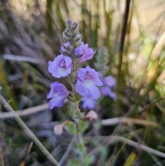 Euphrasia collina subsp. speciosa at Namadgi National Park - 18 Nov 2023