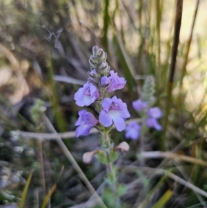 Euphrasia collina subsp. speciosa at Namadgi National Park - 18 Nov 2023