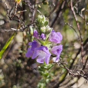 Euphrasia collina subsp. speciosa at Namadgi National Park - 18 Nov 2023