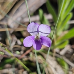 Viola betonicifolia subsp. betonicifolia (Arrow-Leaved Violet) at Paddys River, ACT - 18 Nov 2023 by Csteele4