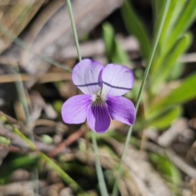 Viola betonicifolia subsp. betonicifolia (Arrow-Leaved Violet) at Tidbinbilla Nature Reserve - 18 Nov 2023 by Csteele4