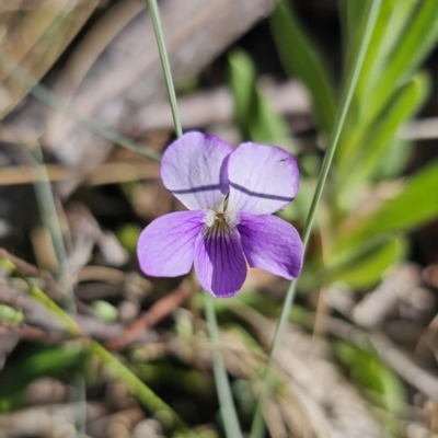 Viola betonicifolia subsp. betonicifolia (Arrow-Leaved Violet) at Paddys River, ACT - 18 Nov 2023 by Csteele4