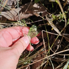 Viola betonicifolia subsp. betonicifolia at Tidbinbilla Nature Reserve - suppressed