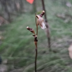 Gastrodia sesamoides (Cinnamon Bells) at Tidbinbilla Nature Reserve - 18 Nov 2023 by Csteele4