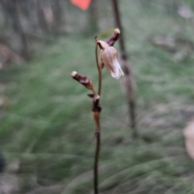 Gastrodia sesamoides (Cinnamon Bells) at Paddys River, ACT - 18 Nov 2023 by Csteele4