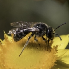 Lasioglossum (Chilalictus) lanarium (Halictid bee) at McKellar, ACT - 17 Nov 2023 by kasiaaus