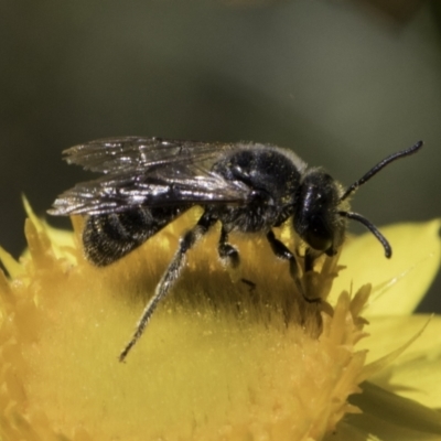 Lasioglossum (Chilalictus) lanarium (Halictid bee) at Croke Place Grassland (CPG) - 17 Nov 2023 by kasiaaus