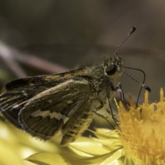 Taractrocera papyria (White-banded Grass-dart) at Croke Place Grassland (CPG) - 17 Nov 2023 by kasiaaus