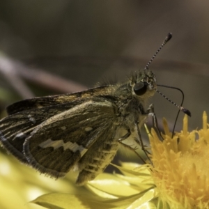 Taractrocera papyria at Croke Place Grassland (CPG) - 17 Nov 2023