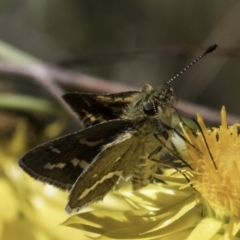 Taractrocera papyria at Croke Place Grassland (CPG) - 17 Nov 2023