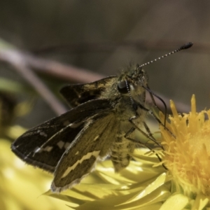 Taractrocera papyria at Croke Place Grassland (CPG) - 17 Nov 2023