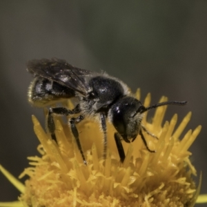 Lasioglossum (Chilalictus) lanarium at Croke Place Grassland (CPG) - 17 Nov 2023